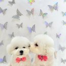 더 도도하개 이미지