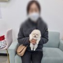 오아이펫강아지고양이
