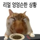 뚱땅뚱땅 이미지