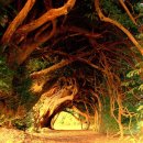 Amazing Trees(놀라운 나무) 이미지