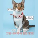 대디동물병원 | "2m 점프! 가능!" 다리 하나 없어도 '완벽한 고양이'로 살아요😺