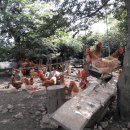 남원읍-31 이미지