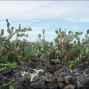 한림읍 월령리마을 이미지