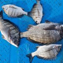 고고펜션 이미지