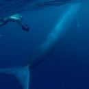 고래반점 이미지