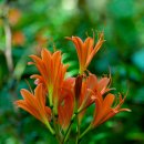 백양목장 이미지