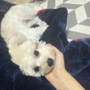 언제나강아지 | 언제나 강아지 과천점 당고 미용후기