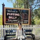 펭귄 | 멜버른 퍼핑빌리 투어 필립 아일랜드 펭귄 최신 후기 호주 자유여행 코스