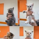 펫 중개소 이미지