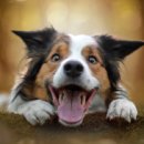 강아지야 이미지