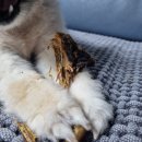 우쭈쭈수제간식 이미지