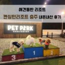 애견동반리조트 켄싱턴리조트 충주 애견전용객실 내돈내산 리얼 후기 (켄싱턴로얄스위트펫 객실)