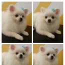 뽀뽀애견센타