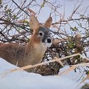 명재목장 이미지