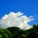 단풍두부 이미지