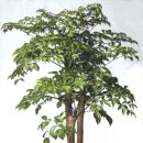 해피트리 이미지