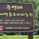 오미자 인제농원