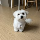 펫살롱모우 이미지