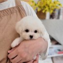 김해 강아지분양 베베몽 이미지