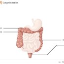큰창자 이미지