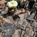 영지농장 이미지