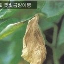 토마토잎 잿빛곰팡이병 이미지