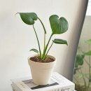 승진플랜트 이미지
