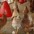 비금양계장 이미지