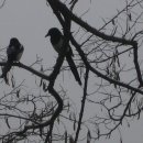 까치둥지 이미지