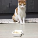 냥과함개 | 고양이 전용 유산균 냥과함개 냥프로바이오틱스 후기