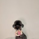 마이리틀멍 이미지