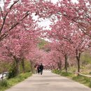 운신초등학교 | 서산 벚꽃 문수사 겹벚꽃 만개 개화 상황 후기
