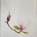 연필스케치와 꽃그림 이미지