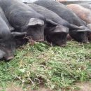 단식농장 이미지