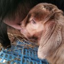 순창금산흑염소농장 이미지