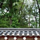 리코 GR 서순라길 봄출사 후기