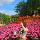 훌탐라수면 부천점 | 부천 백만송이장미축제 장미꽃축제 6월 개화 실시간 백만송이장미원 주차장 정보