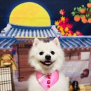 (주)우신 | [N+19회차] 쿠팡체험단 추석 연휴 초대일정 10월 14일 화요일 10일 아님 저가체험단 강아지간식 소우신