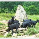 흑염소목장 이미지