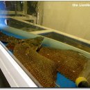 감포참가자미횟집 이미지