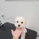 올리