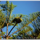 별과 소나무 이미지