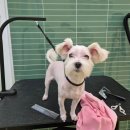 허니도그 이미지