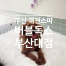 버블독스 부산대점 이미지