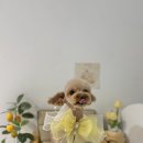 강아지미용실 네이버블로그
