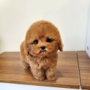 퍼피하우스 인천송도점 이미지