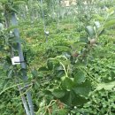 한삼농장 이미지