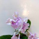 스프링폴 이미지