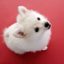 부여동물약국 이미지