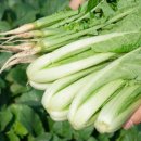 열무농장 이미지